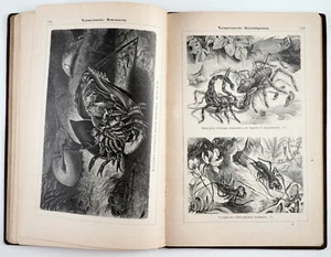 1901 Imperial Russian ZOOLOGY OF LOWER ANIMALS Album of illustrations Book - Picture 1 of 15