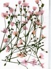 PRESSED FLOWERS 10 SM SPRAYS OF PRETTY PINK GYP IDEAL FOR CARD MAKING & CRAFT