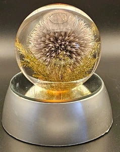 RARE 2001 Hafod Grange Paperweight Preserved Thistle Flower Made Great Britain - Bild 1 von 8