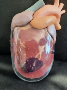 Anatomical Model Vintage Pharmaceutical Heart Model - Picture 1 of 9