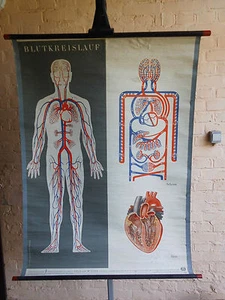 1 x Blutkreislauf /alte Lehrtafel (1472), gebr.Logo Deut. Hyg. Mus. Dresden usw. - Bild 1 von 10