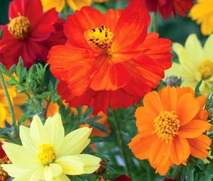 COSMOS SULPHUR MIX Cosmos Sulphureus - 2,500 Bulk Seeds - Picture 1 of 1