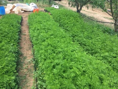 GRAF VON KRONENBERG GROUP Artemisia annua Samen Qing Hao GvK Spezial