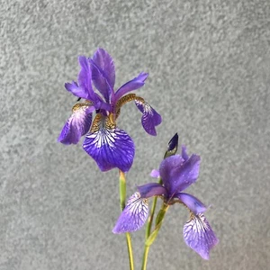 SEMILLA - Iris siberiano - una flor azul perenne tolerante al tono delicado raro y único - Imagen 1 de 4