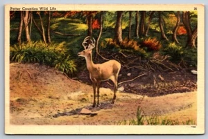 Cartolina Lino Animali Fauna Selvatica Cervo - Foto 1 di 2
