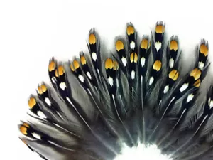10 pezzi - Piccolo fornitore legatura mosca in piuma sciolta oro naturale - Foto 1 di 6