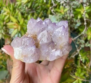 Kaktus (Geist) Quarz Amethyst Phantom Kristall Cluster 0,68kg 14,33cm - Bild 1 von 14