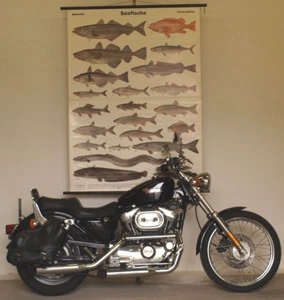 Wandbild Seefische Fischerei 122x167cm vintage marine fishes as food chart~1955 - Bild 1 von 8