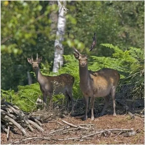 Greeting Sound Card By Really Wild Cards British Birds Woodland Card With Sounds - Picture 1 of 1