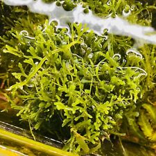 Caulerpa oligophyl Meerwasser Algen Bakterien Refugium optimal für Lebendgestein