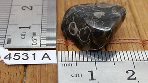 AGATE TURITELLE pierre roulée mineraux lithotherapie collection esoterisme reiki - Picture 1 of 2