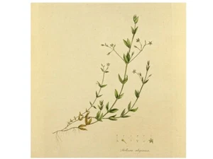 DIE STERNMIERE STELLARIA ULIGINOSA. Original. Color antiguo. Kupferst G.Edwards 1770 - Imagen 1 de 3