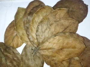 100+ PCS Jack Leaves Jackfruit Dried leaf Aquarium care Shrimp Betta Fish Tank  - Picture 1 of 6