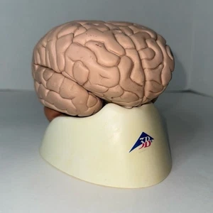 Vintage 3B Scientific GmbH Gehirnmodell 8-teilig German Made 2005 Studie Dekor (LESEN) - Bild 1 von 12