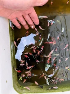 10 Juveniles 3.5 Months Bettas. Random Picks. - Picture 1 of 6