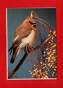 ALA DE CERA DE CEDRO pájaro plumas EE. UU. rama de árbol flores marca negra - Imagen 1 de 2