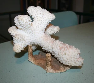 Large Natural Cauliflower Coral Fragment Brown Stem 7" x 6" x 6" w/ Stand - Picture 1 of 7