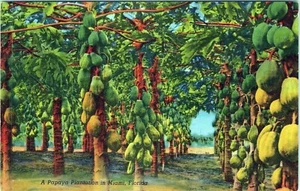 Papaya Plantation Miami Florida Postcard 6B-H644 Unposted - Picture 1 of 2