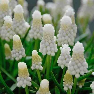 Muscari Siberian Tiger bulbs - 5 bulbs - Picture 1 of 2