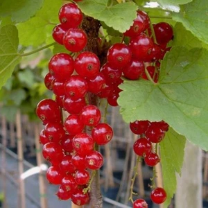 Jonkheer van Tets rote Johannisbeere Fußstamm ca. 50-60 cm Stamm im 3-4 L Topf - Bild 1 von 2
