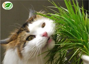 Hierba para Gatos ( 4.000 semillas ) Lolium perenne - de gato - Imagen 1 de 1