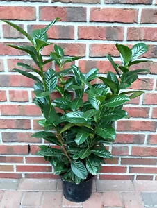 10 Kirschlorbeer, Prunus Novita, Pflanzenhöhe: 60-70 cm, Heckenpflanzen, 3L. - Bild 1 von 1