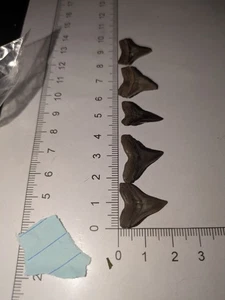 Fünf Sandtiger Haizähne Fossilien echt Fossil Schmuck DIY Basteln - Bild 1 von 8