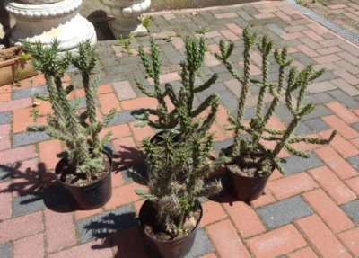 Cylindropuntia imbricata big winterharte Kakteen Kaktus - Bild 1 von 4