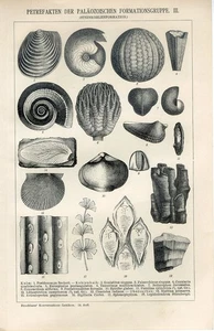 LOT 6 DRUCKE 1895 PRÄHISTORISCHE TIERE FISCHE AMMONITEN MUSCHELN Antik Gravuren - Bild 1 von 6