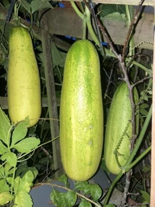 NEPALESE CUCUMBER SEEDS Vegetable Garden Spring Summer Autumn Vegetable Seeds - Picture 1 of 1