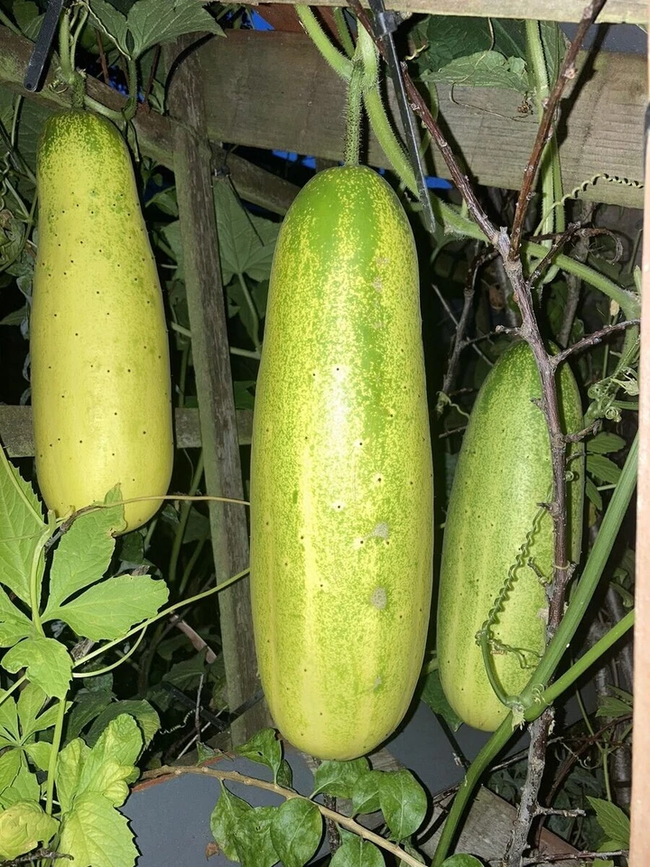 NEPALESE CUCUMBER SEEDS Vegetable Garden Spring Summer Autumn Vegetable Seeds - Image 1 of 1