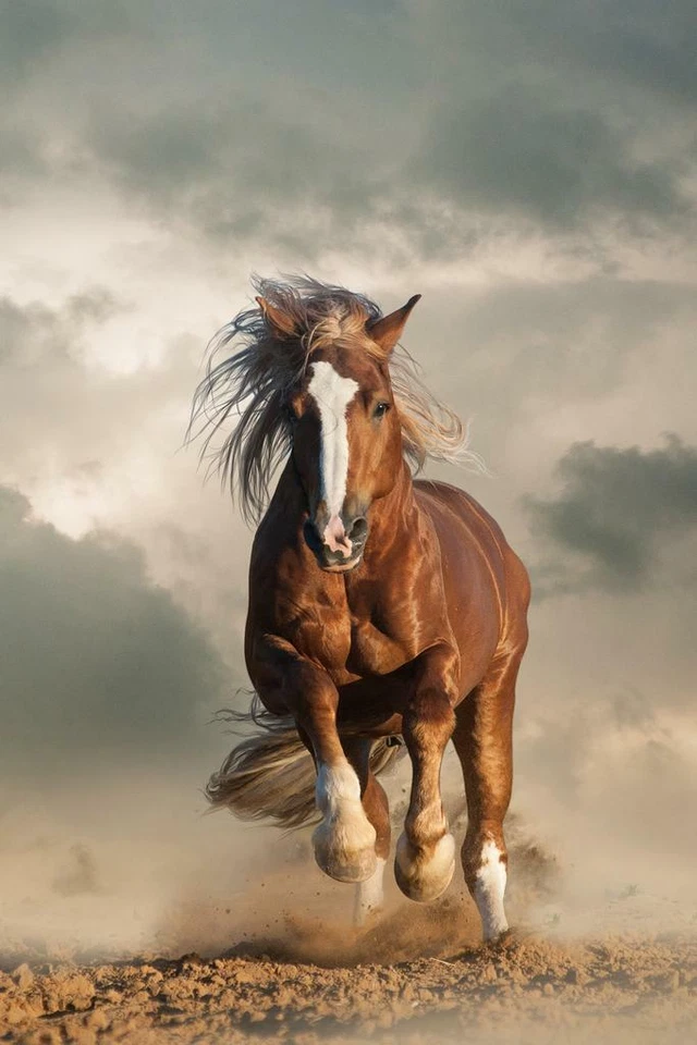 Wild Chesnut Draft Horse Running Photo Art Print Poster 24x36 inch - Image 1 of 1