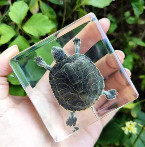 TARTARUGA VERA in blocco di resina tartaruga stranezze strane strane bizzarre inquietanti - Foto 1 di 1
