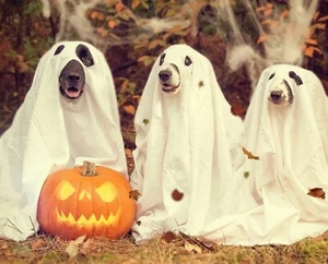 Print or Canvas - Dogs Dressed Up for Halloween - Picture 1 of 1