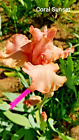 Tall Bearded Iris- "Coral Sunset".  Combined Shipping + Bonus. Pre Sales