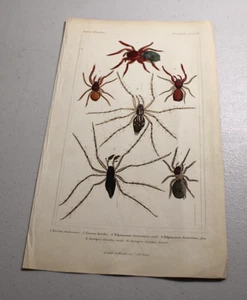 1837 CUVIER Stampe a colori animalier ~ RAGNO LADYBIRD, più altri 5 tipi - Foto 1 di 1