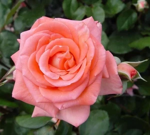 BeauFlora Hybrid Tea Rose ( VIOLET CARSON , Graft ) Exotic 1 Bare-Root Plant - Picture 1 of 1