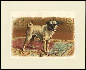 PUG BAKING SODA ADVERT LOVELY DOG PRINT MOUNTED READY TO FRAME - Picture 1 of 1