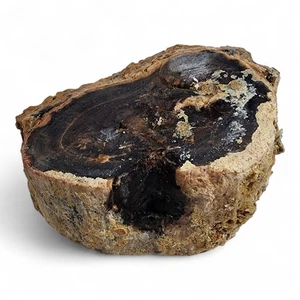 Petrified Wood Natural Specimen from Utah 402.1 grams. - Picture 1 of 4