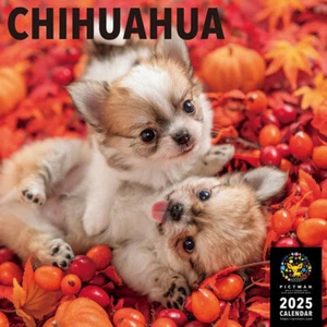 2025 Pictwan Dog Calendar Chihuahua L - Picture 1 of 4