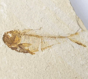 Diplomystus dentatus Fossil Fish - Split Fish Layer - Green River Fm. - WY - Picture 1 of 11