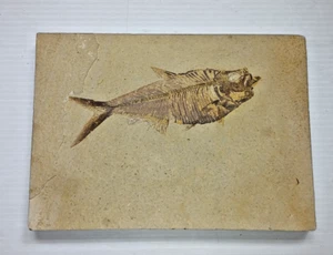 7" Diplomystus Dentatus Fossil Fish Green River Formation Wyoming - Picture 1 of 10