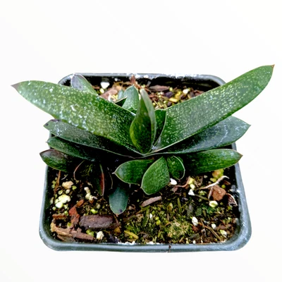 Planta suculenta Gasteria carinata Bredasdorp Gasteria Foto 1 de 2