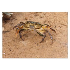 "Krabbe" WAND POSTER/Drucke (pp074531)