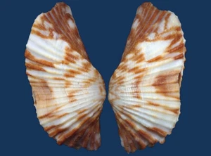 Conchiglia Arca navicularis - Foto 1 di 2