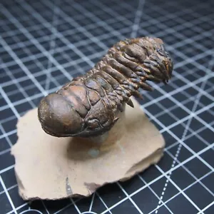 Trilobite Crotalocephalus Fossil Arthropods Devonian Morocco - Picture 1 of 22