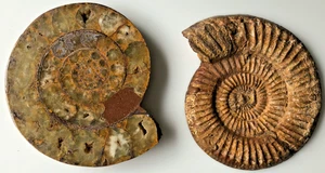 Fossil Ammonite with Quartz Chambers - Picture 1 of 16