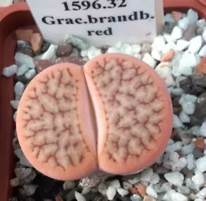 Lithops gracilidelinata ssp brandbergensis C383 semillas rojas 10 piezas 2021 años - Imagen 1 de 2