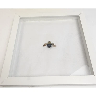 Expositor de caja de sombra de muestra de abeja carpintera real enmarcada Foto 1 de 4