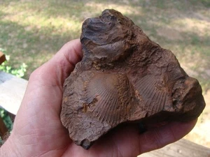 FOSSIL SHELL EMBEDDED RIVER ROCK Georgia Florida Pfeilspitze ~101~ - Bild 1 von 2